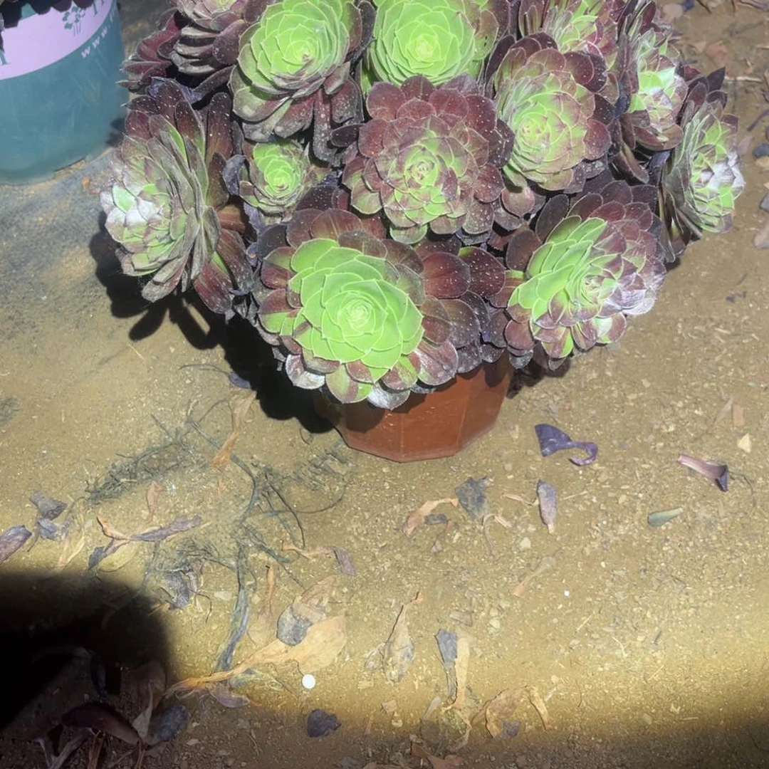 花月夜宝塔捧花786