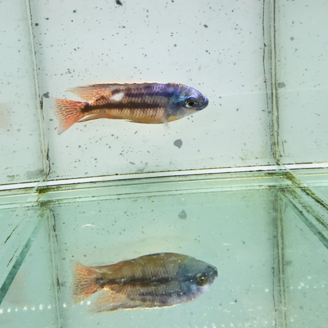 慈鲷红鹰1015。