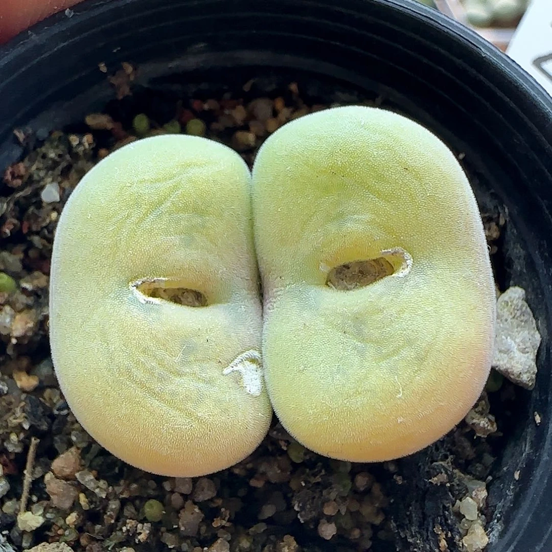 脱土年后发货24683