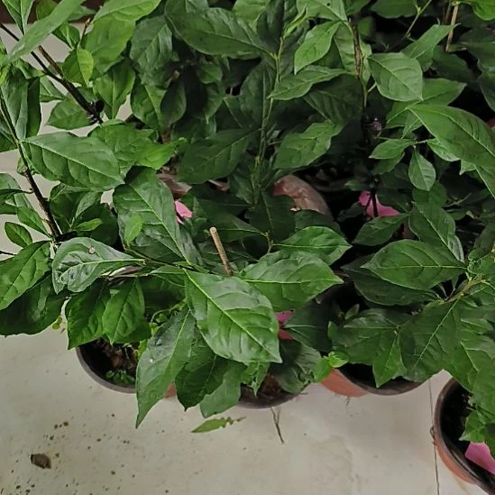 无花朵玉栆大苗嫁接