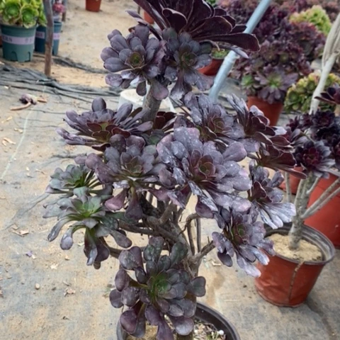 圆叶多肉植物083