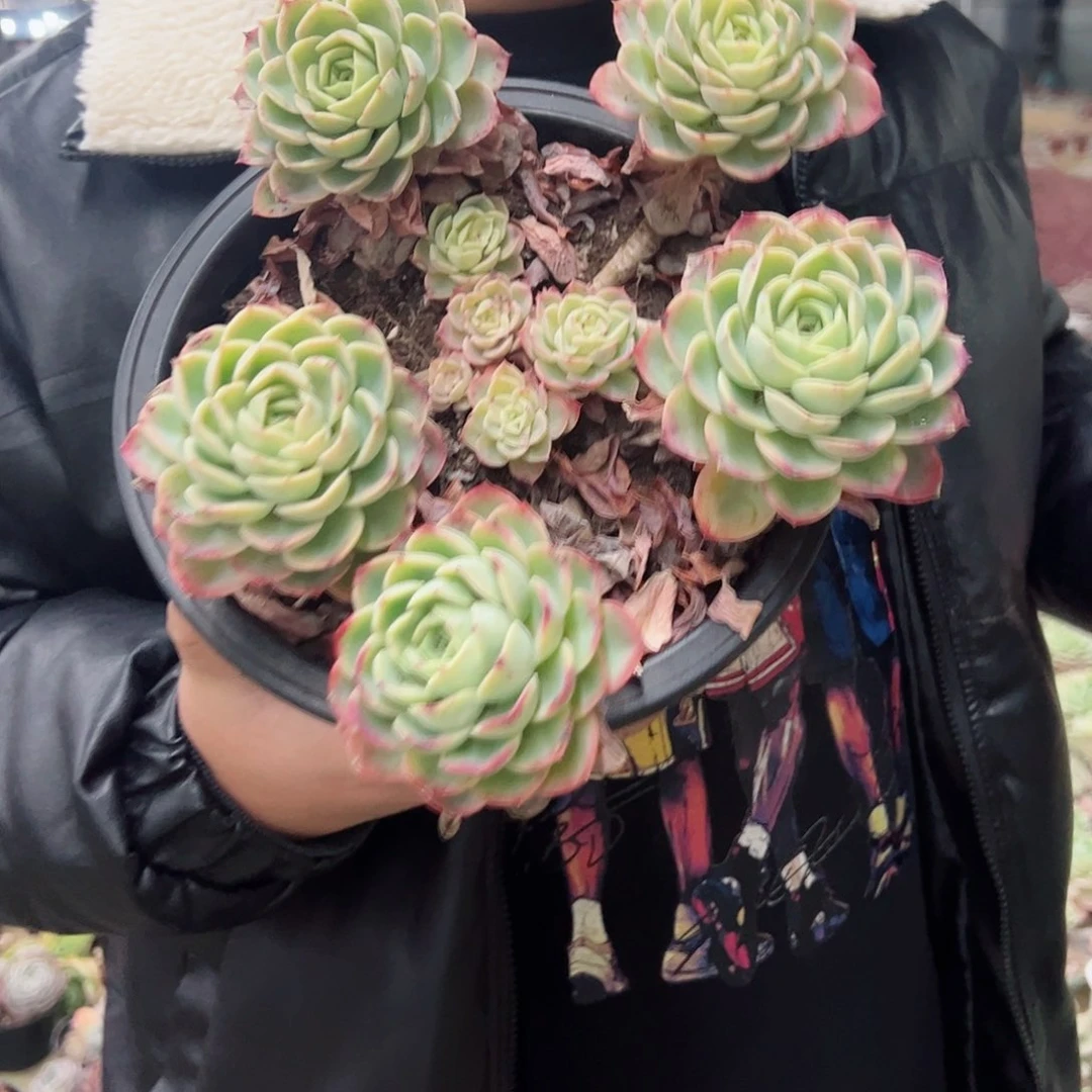 哈密瓜四大头起超大盆多肉