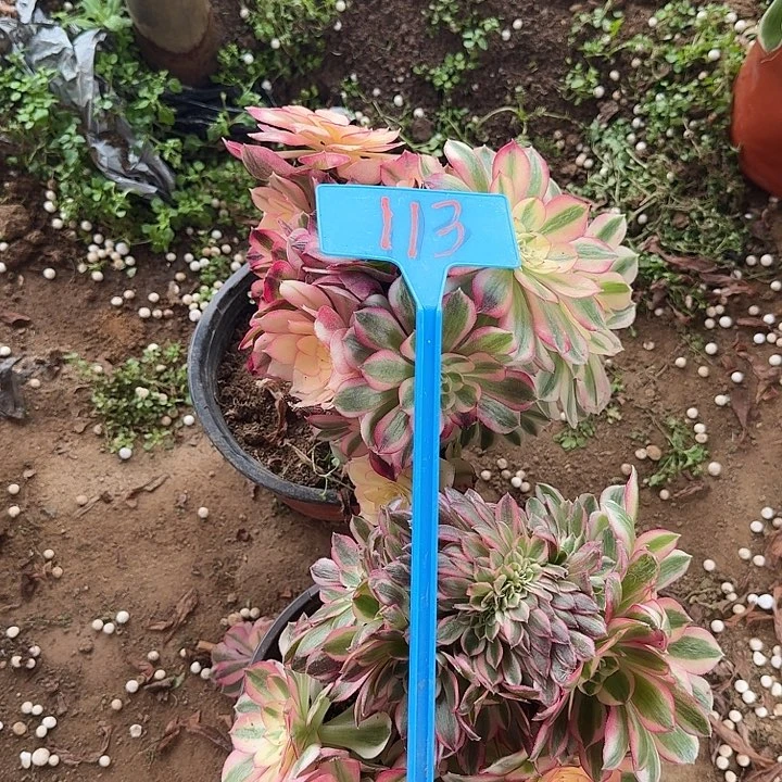 113倾城俩哈哈哈哈哈哈