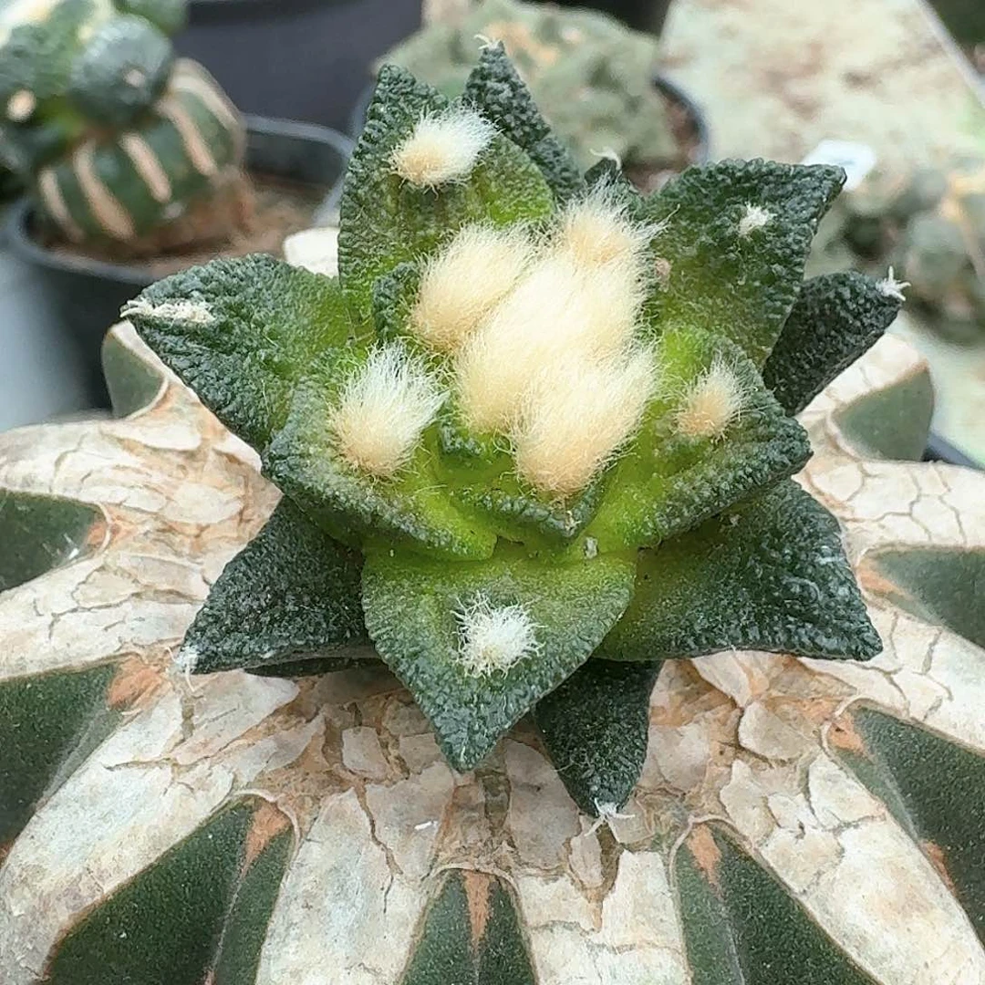 【闪购商品】无花朵纯种苗接博士226