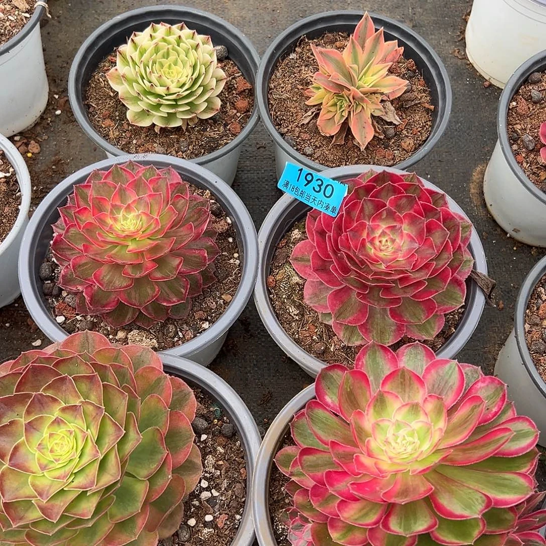 精品多肉植物1930组合