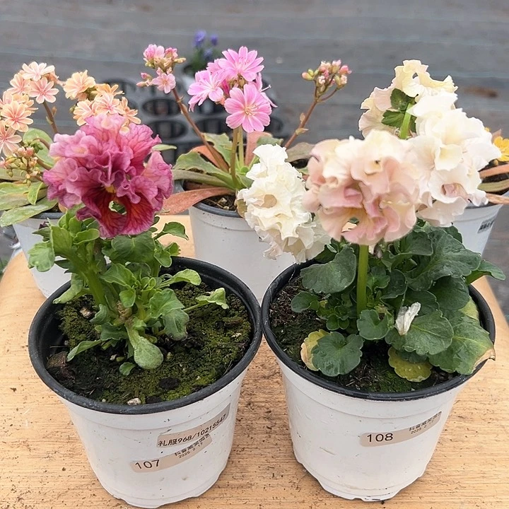 水晶抖音直播闪拍107/108