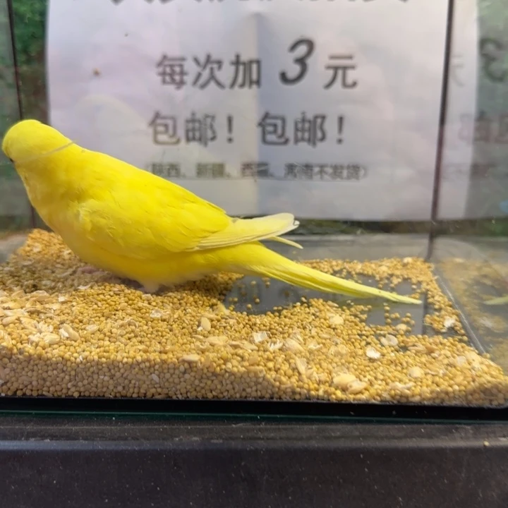 虎皮鹦鹉大头虎皮鹦鹉