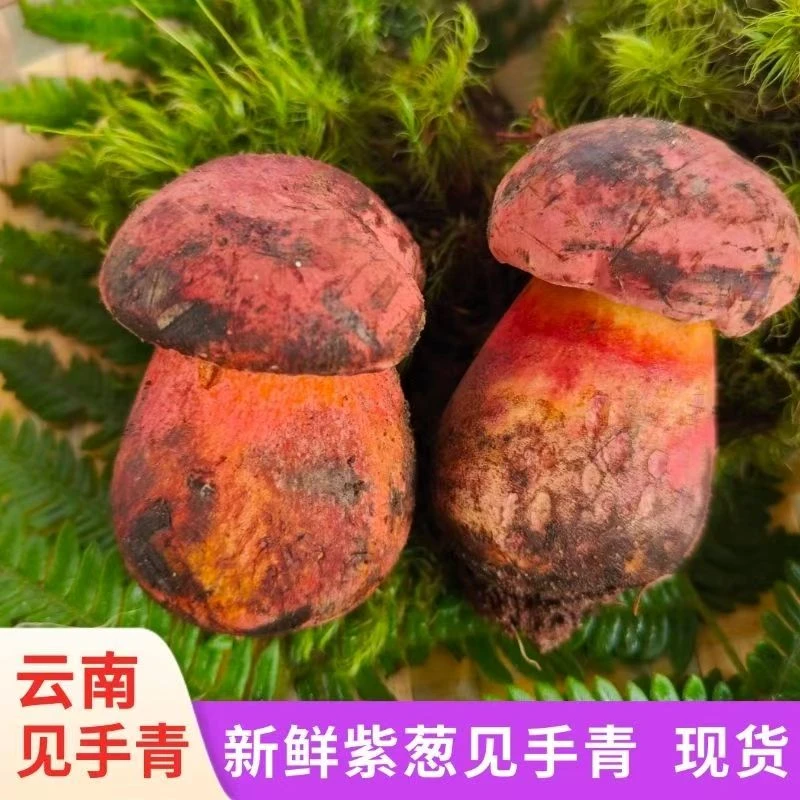 云南紫葱紫见手青牛肝菌新鲜现摘现发美味蘑菇