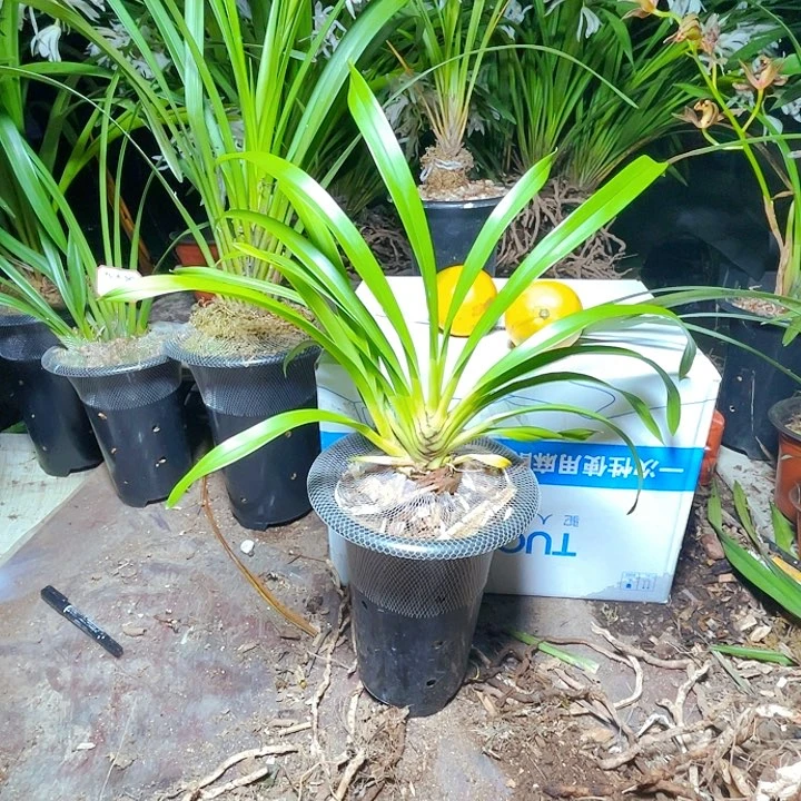 无花朵虎头兰虎王