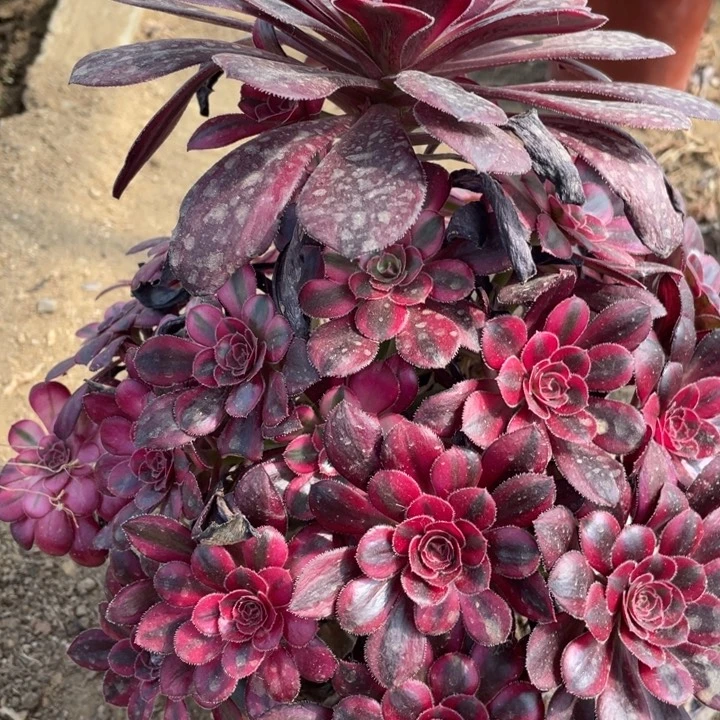 080多肉植物香奶奶