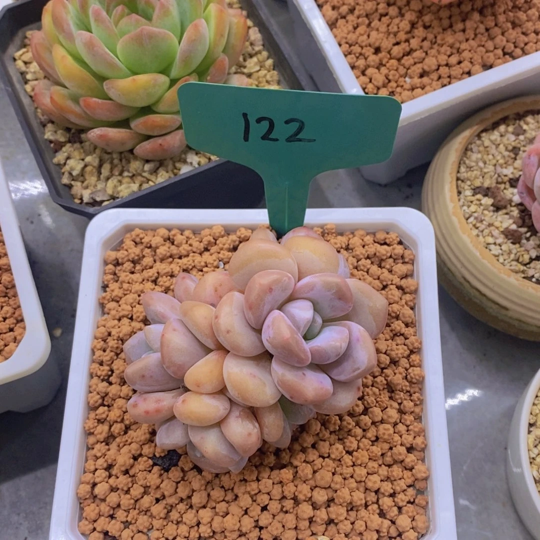 布***羞开心多肉植物多肉