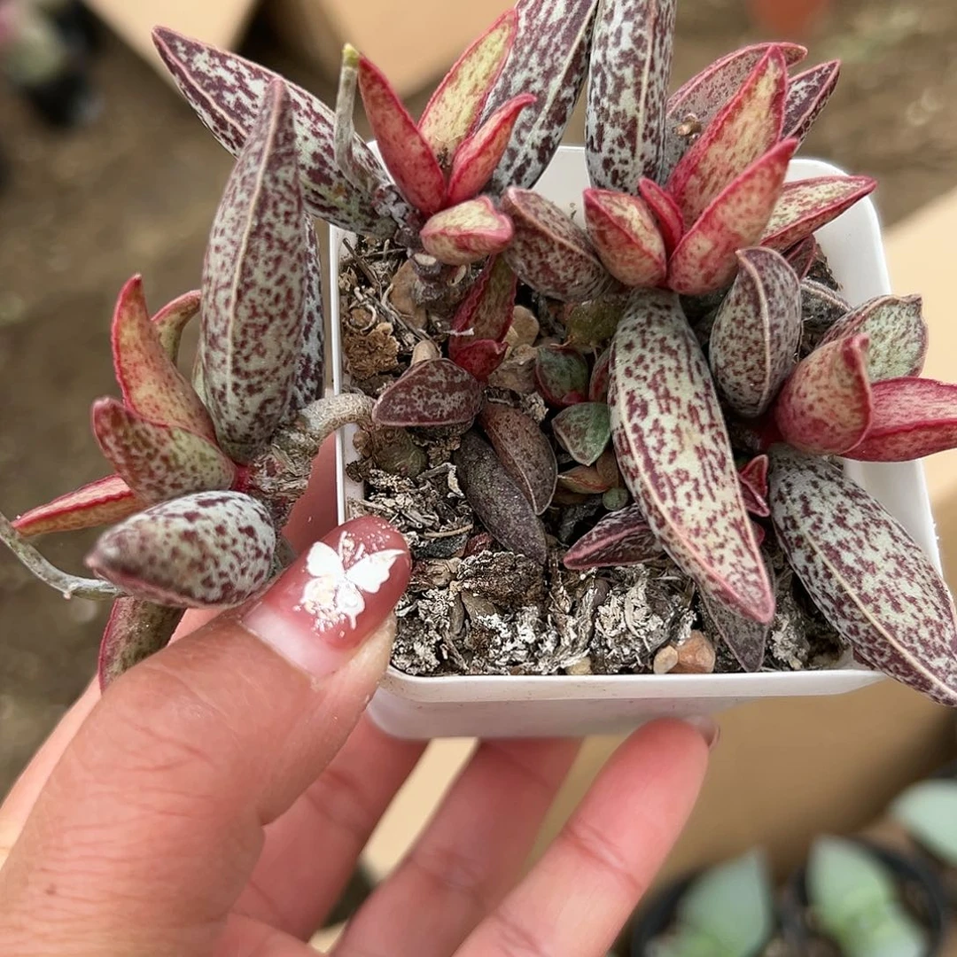多肉植物红太平群
