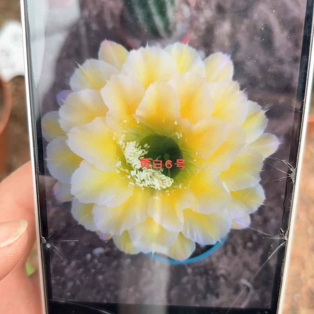 彩草黄白6号6.8公分左右