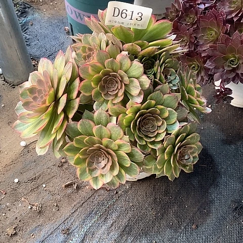 613半夏多肉法师