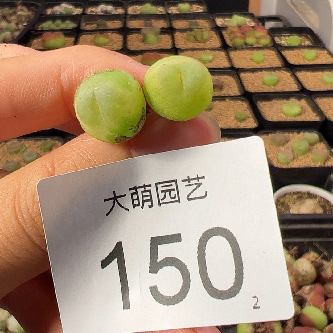 一物一拍            150