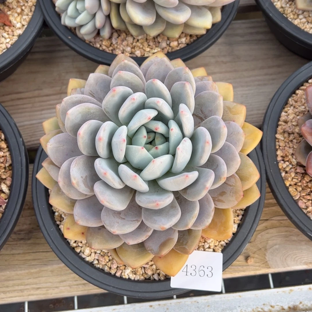 果**台4363肉肉肉肉肉肉肉肉