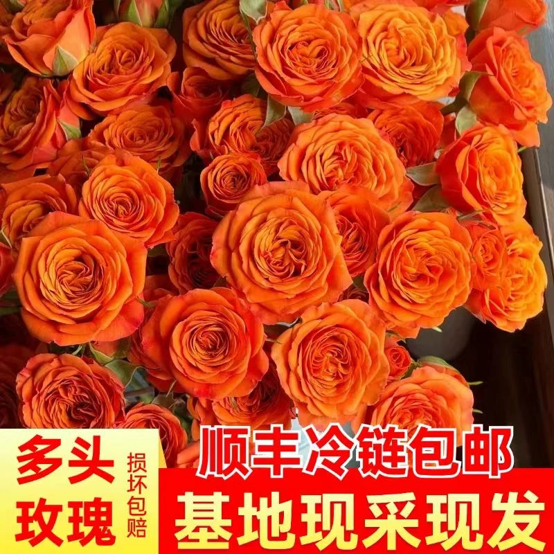 【云南鲜花基地批发】橙色芭比多头玫瑰泡泡家用水养瓶插鲜花