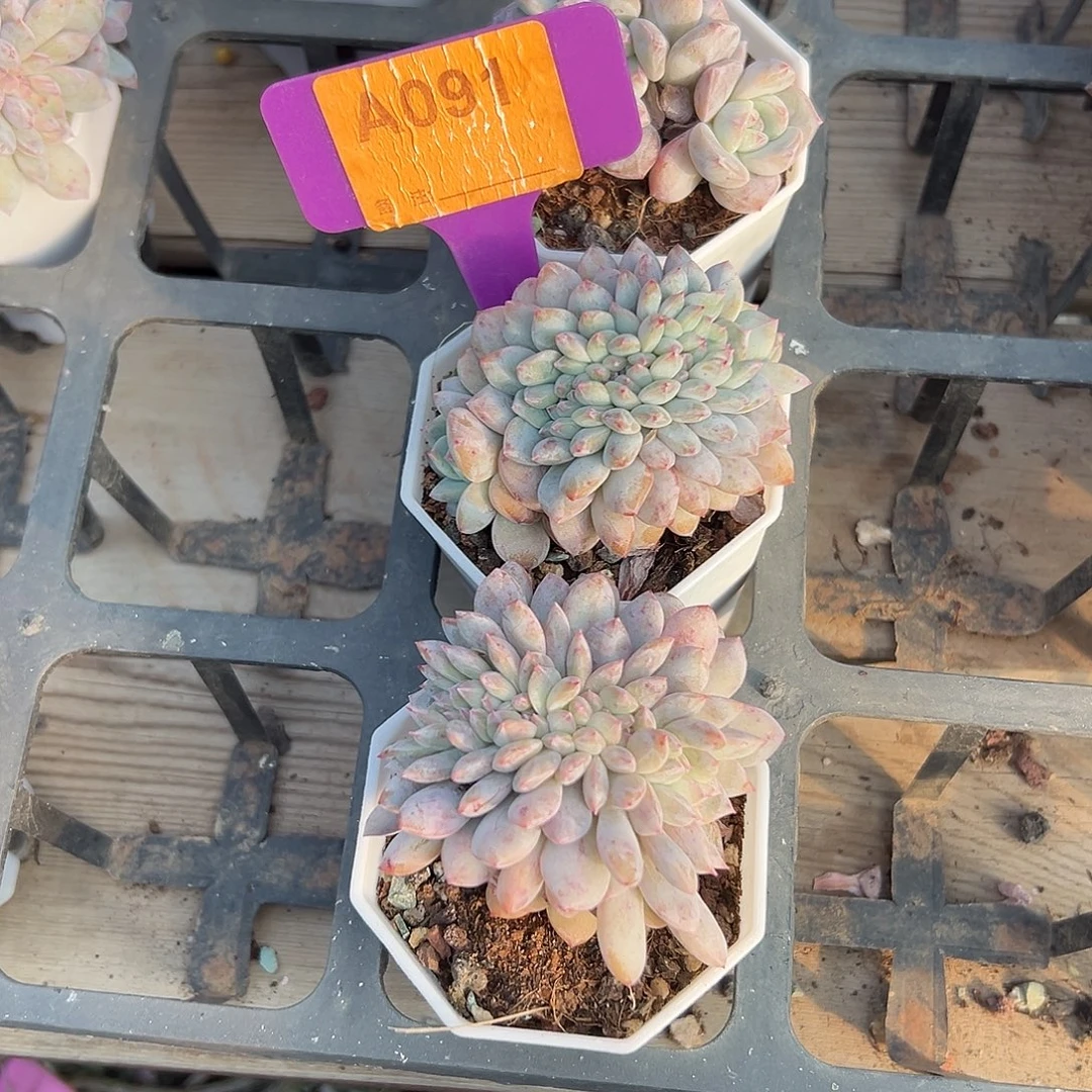 ****、多肉植物一物一拍