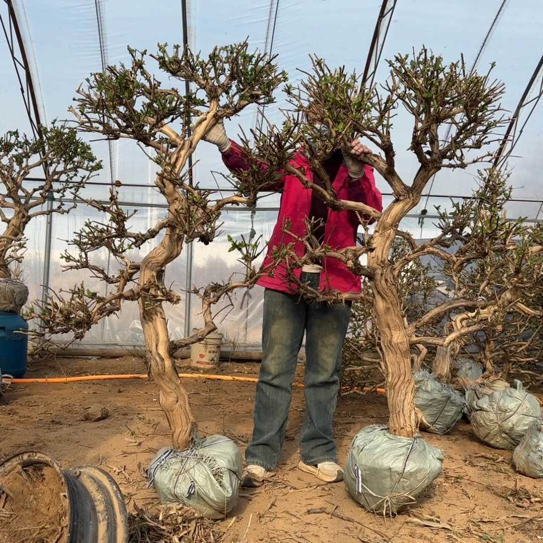 无花朵金银花5566887888