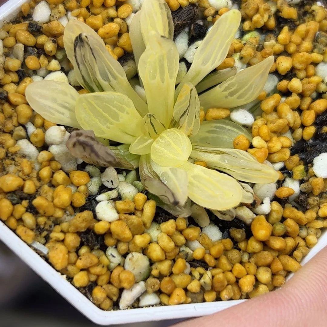 西瓜锦十二卷多肉植物满