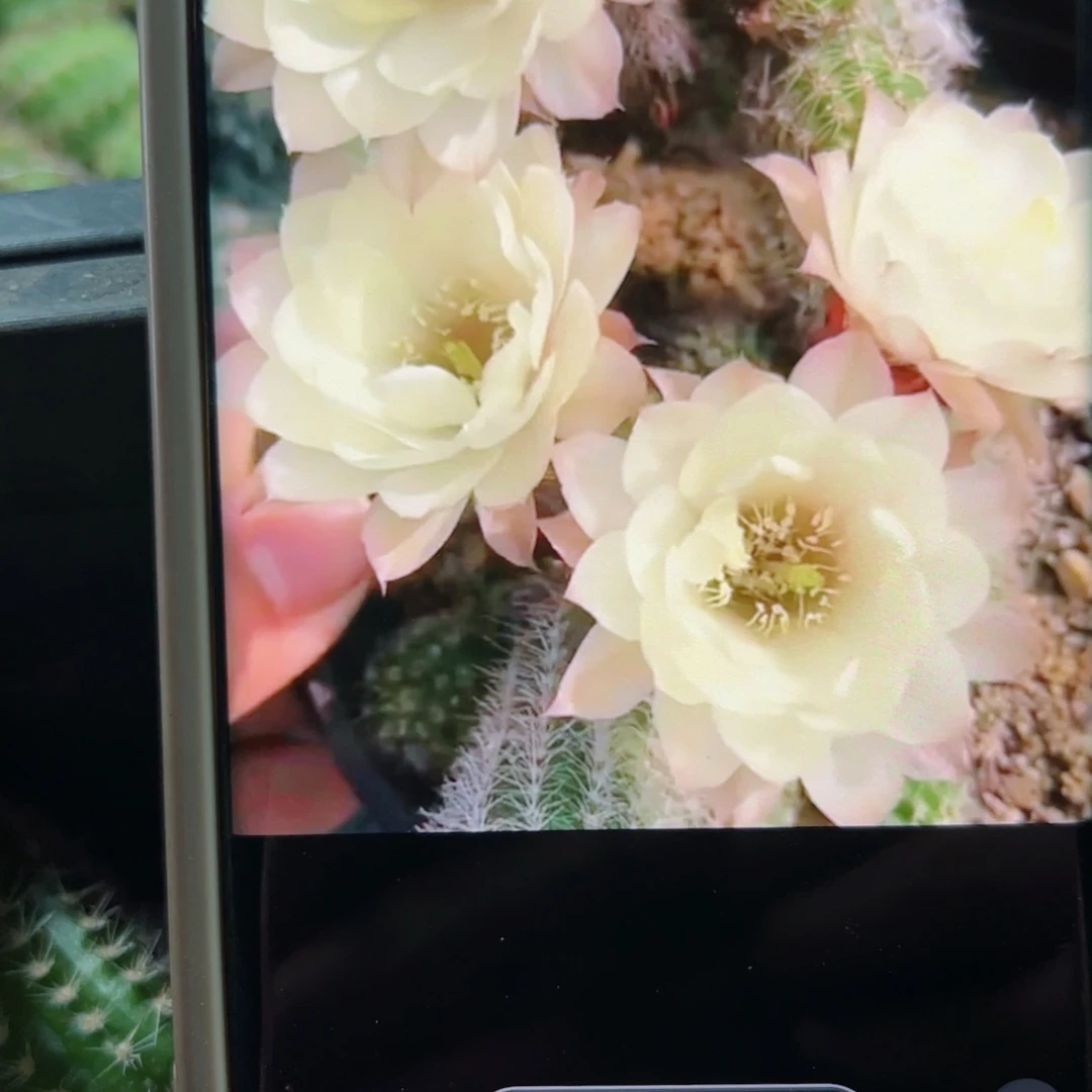 下46白檀马尔文歪无根侧芽4公分左右3个20包邮