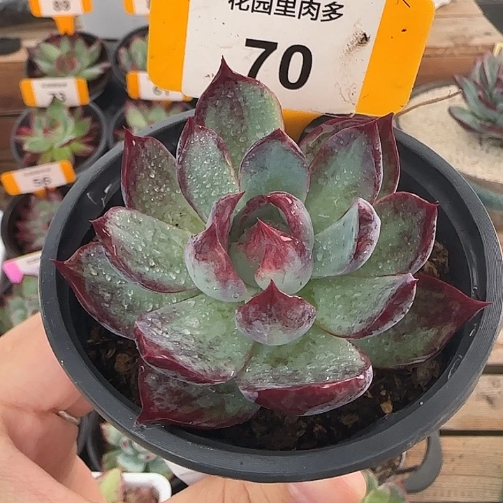 70 惊鸿仙子多肉植物