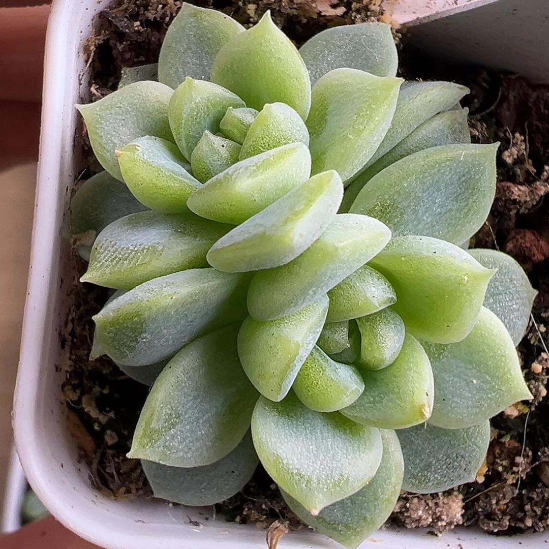 双头泼天财富密码