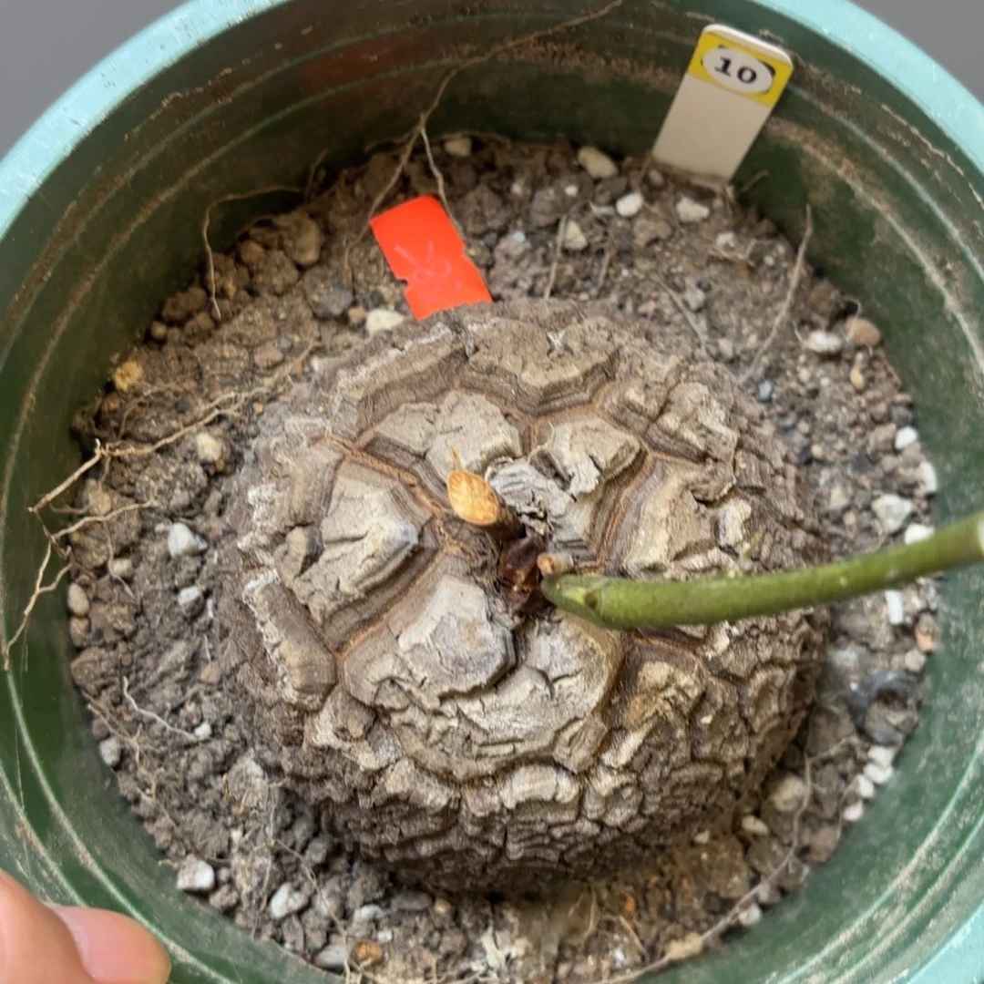 10号龟甲龙带盆包邮不退不换