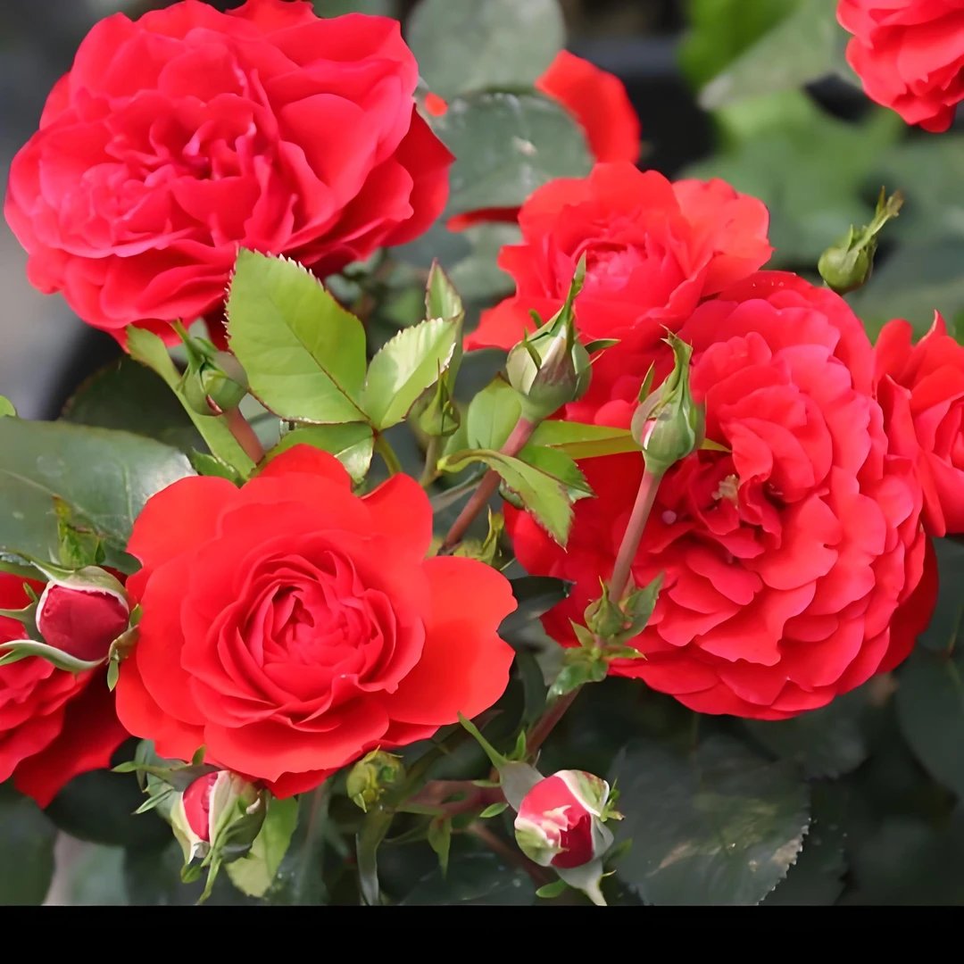 奇卡门廊 丰花灌木直立性抗病性好 阳台庭院露台好养