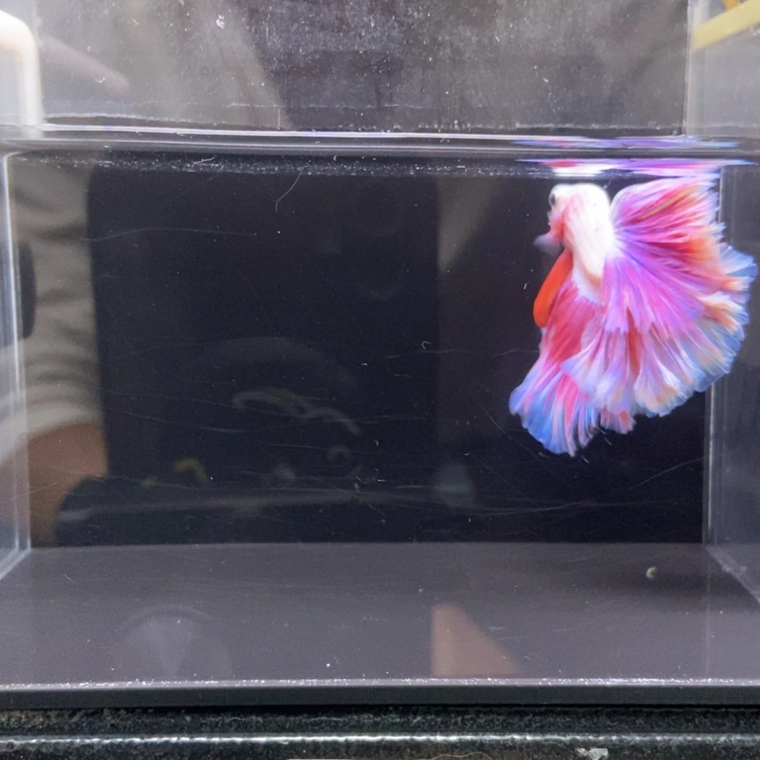 斗鱼哈哈哈哈哈150