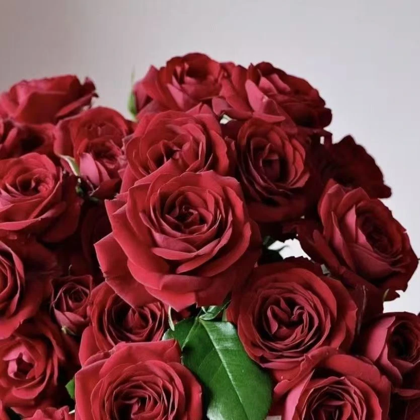 【红丝绒】  1加仑盆月季多颗扦插花卉带盆带花苞发货精品月季盆栽