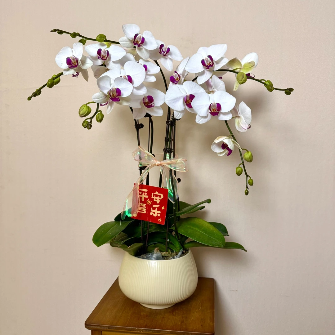 【一见钟情】蝴蝶兰有花有花苞盆栽桌面花白色耐开耐摆客厅卧室