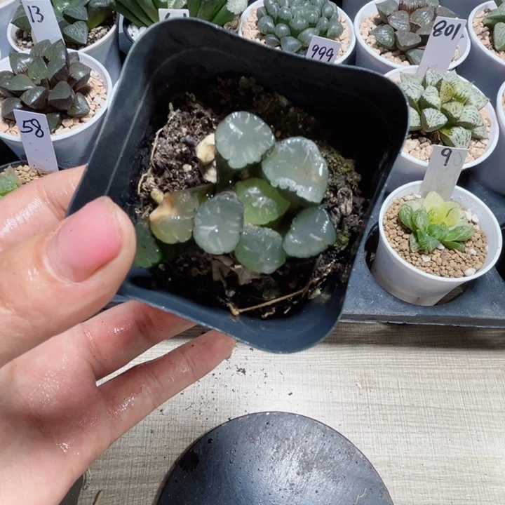 罗****笑特价雷光万象多肉植物6666