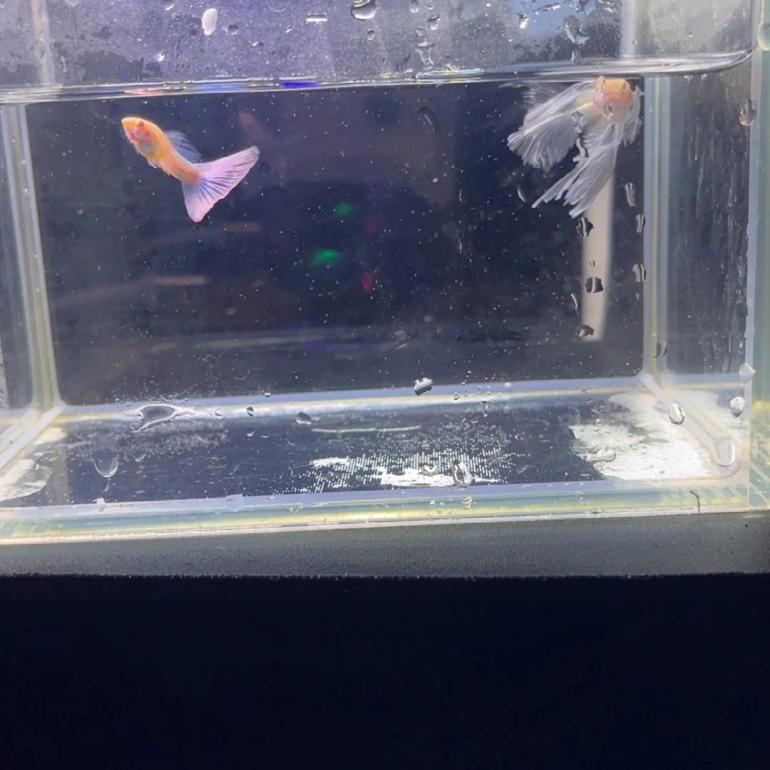孔雀鱼孔雀鱼孔雀鱼