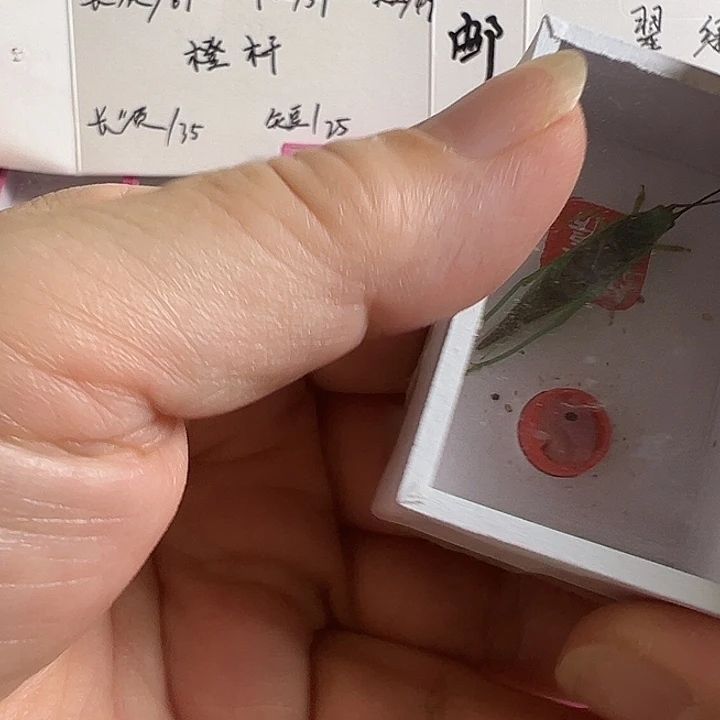 杰***杰两只中长须霍氏好可爱