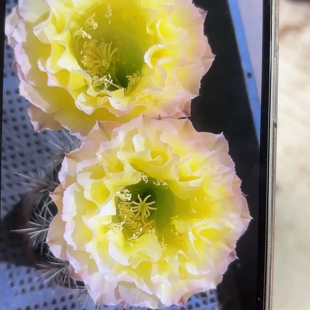 彩草青青蛋挞8公分左右