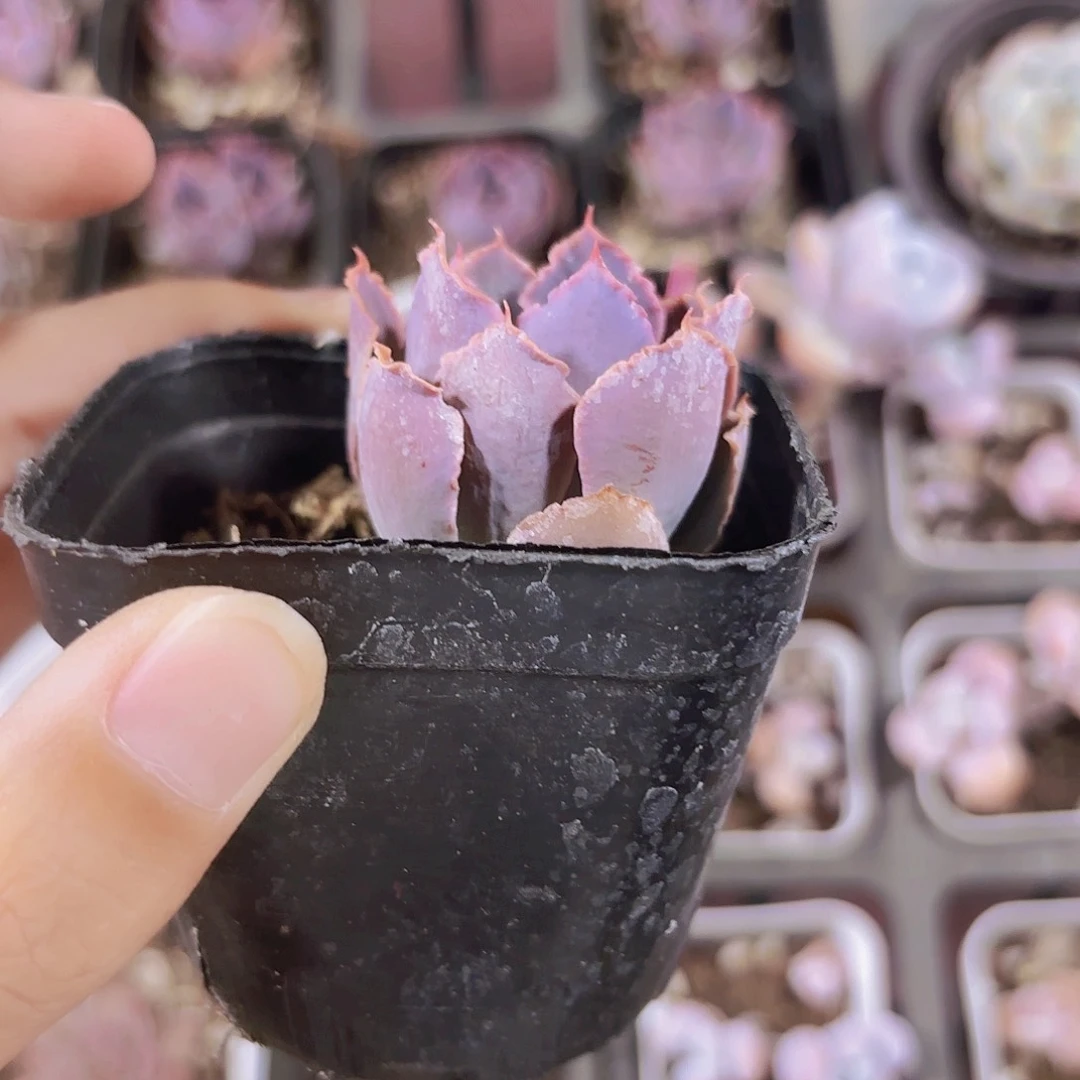 精品晚霞之舞多肉植物