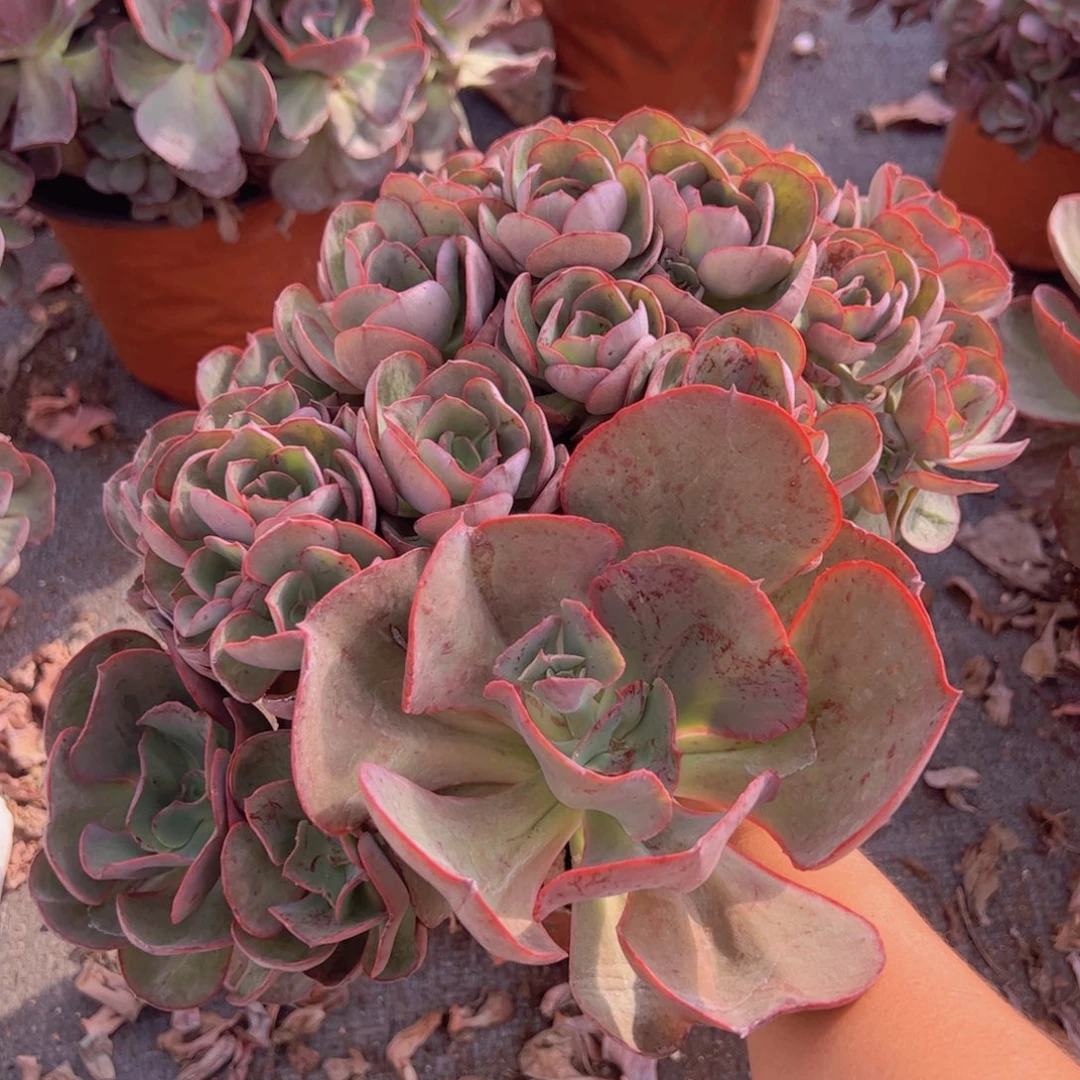 玫瑰秀妍大盆，250杯