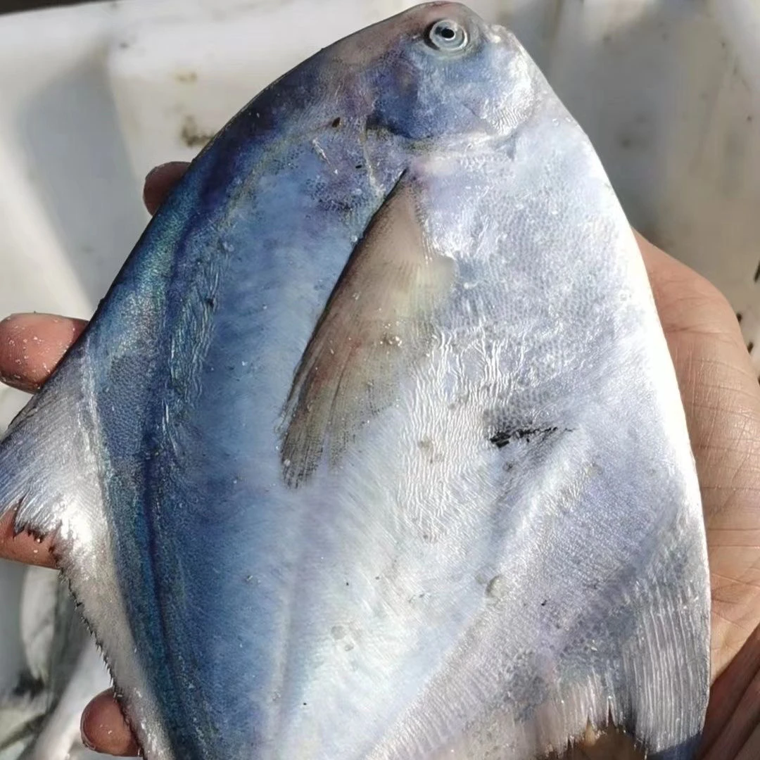 连云港海捕新鲜速冻银鲳鱼4斤（无冰衣一斤5-6条）