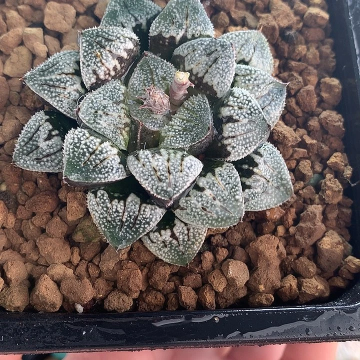 雪牡丹一物一拍带盆