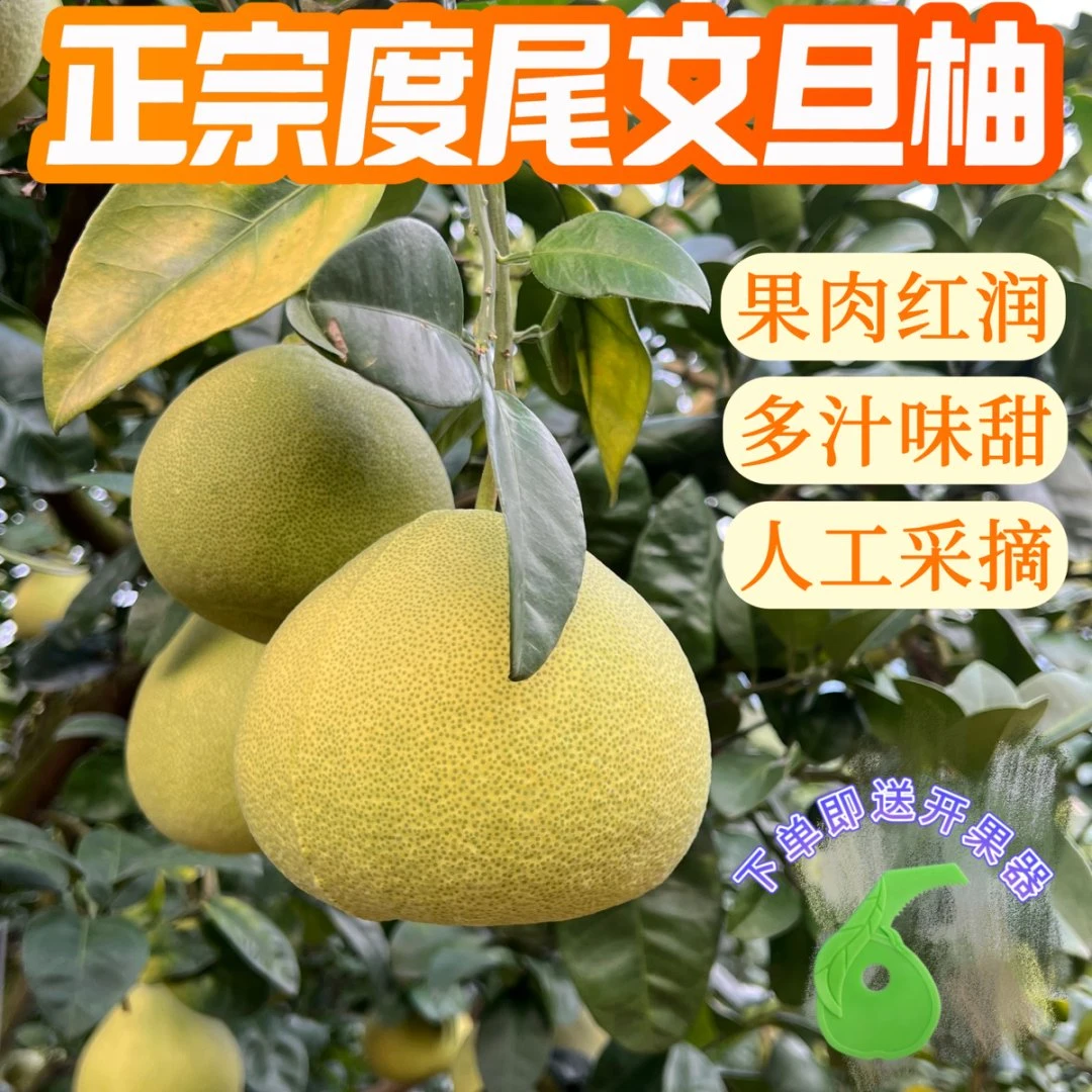 福建仙游度尾文旦柚红心蜜柚新鲜应季水果酸甜多汁5-10-20