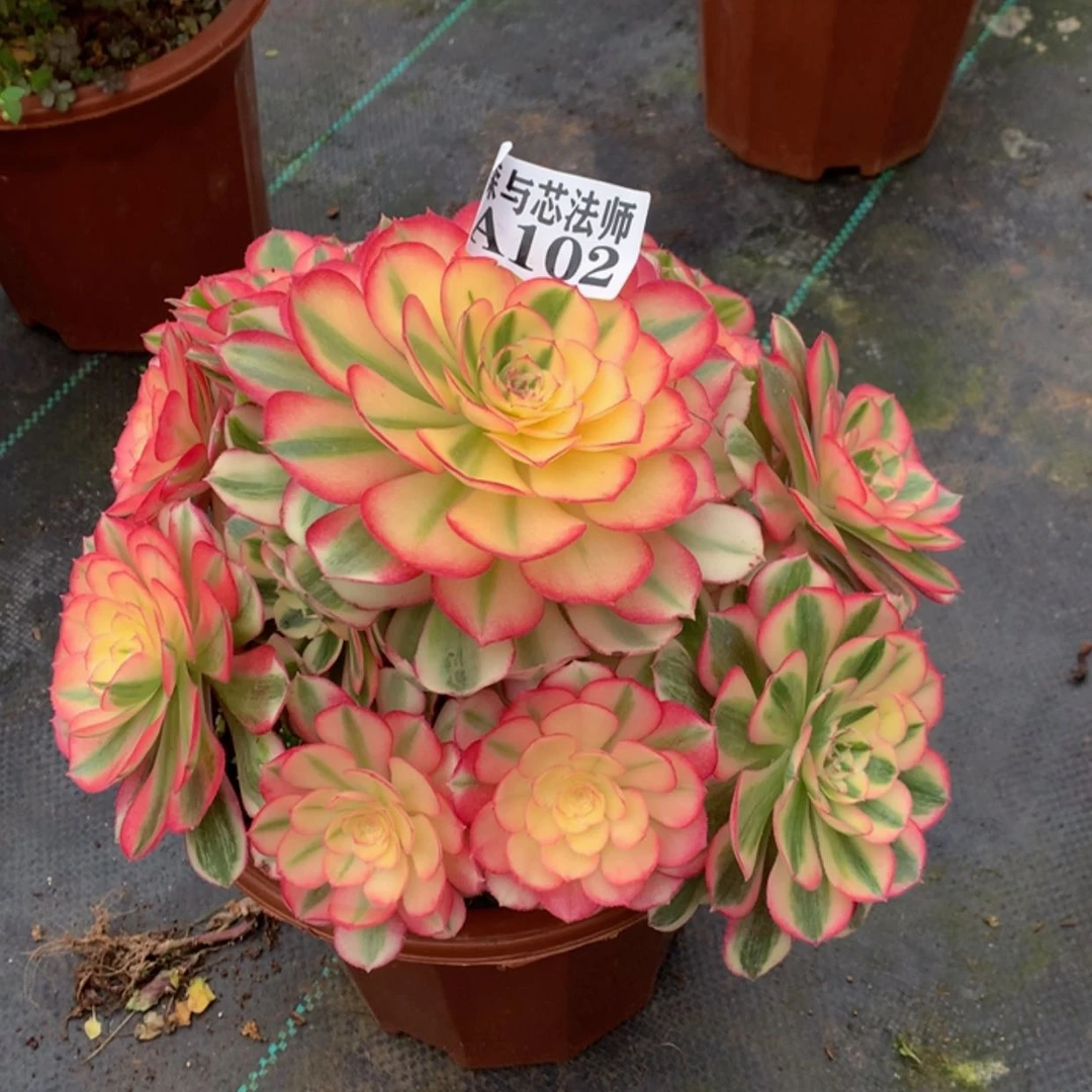 【闪购商品】102倾城