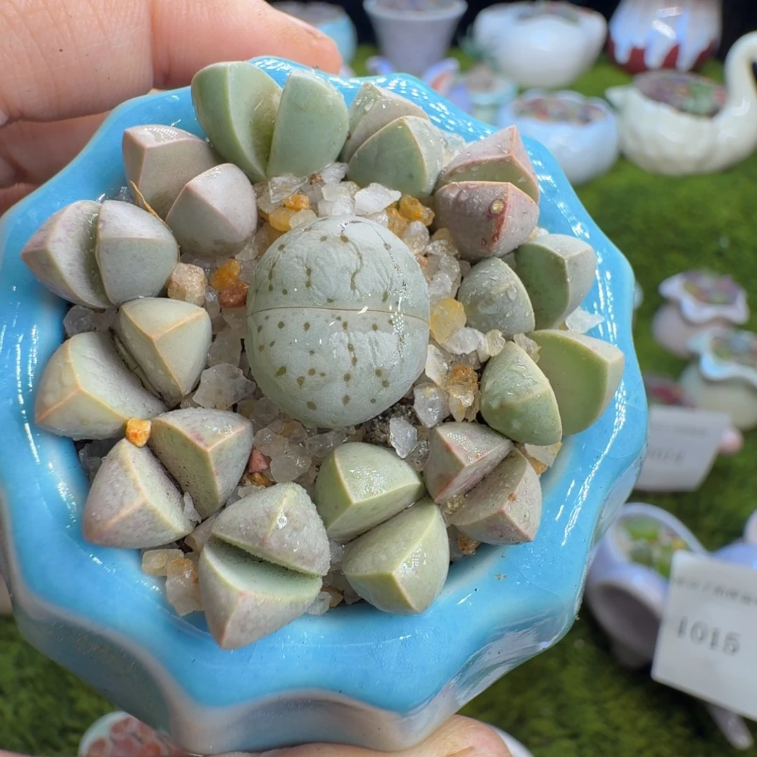 白***࿐多肉植物开播福利冲1019