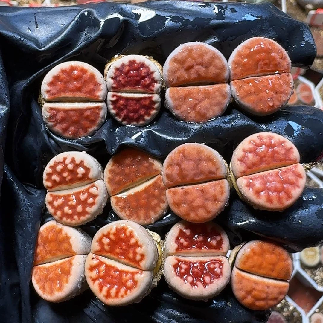 生石花等植物211111。   223