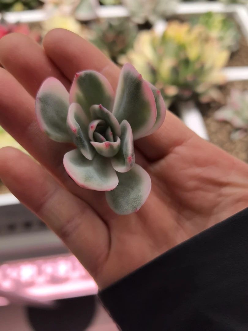多肉植物一物一拍，红色格鲁