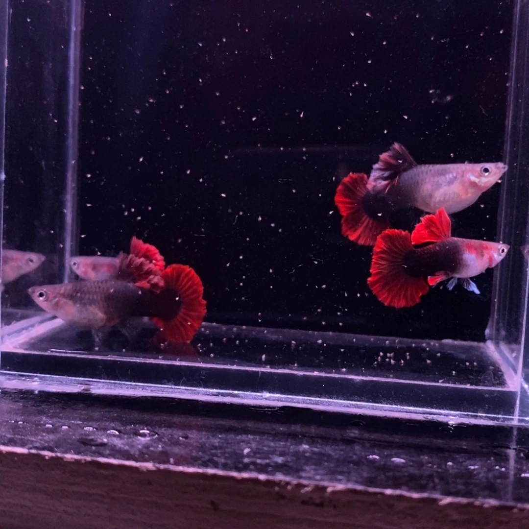 孔雀鱼菊花帆两对