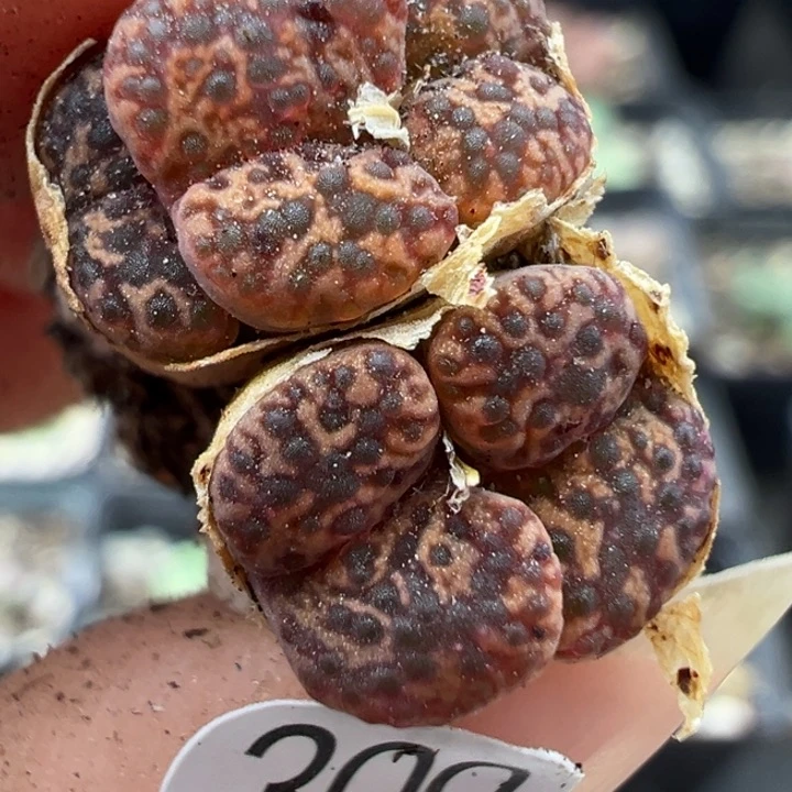 309号11111111111111