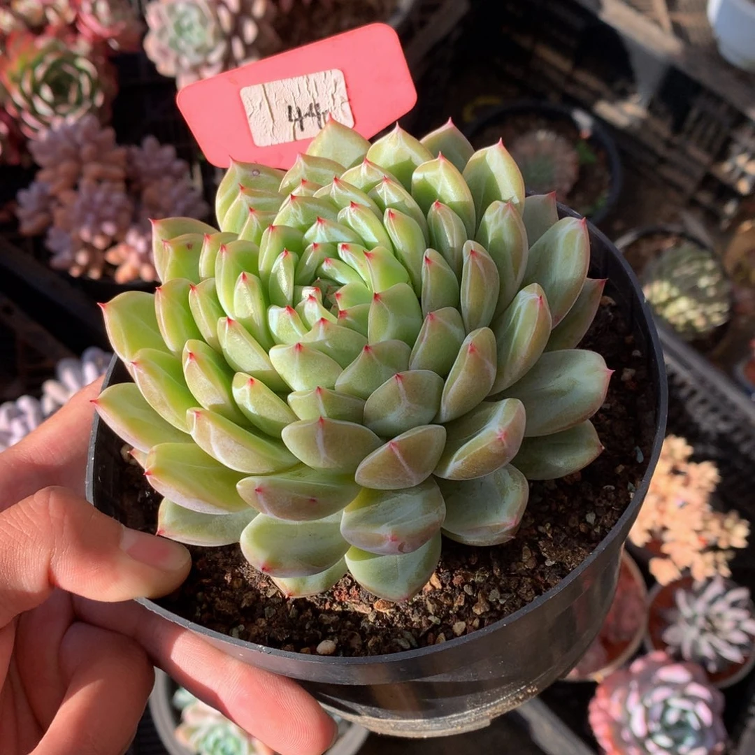 母本雪花阵你727272727