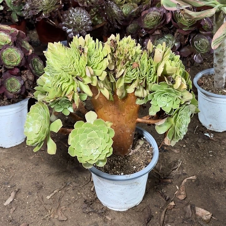 多肉植物万圣节缀45