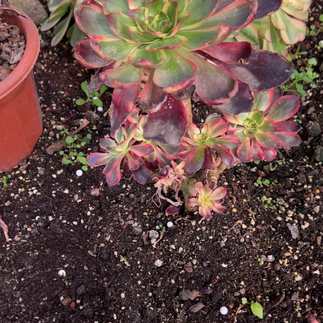 271红魔女多头多肉多肉